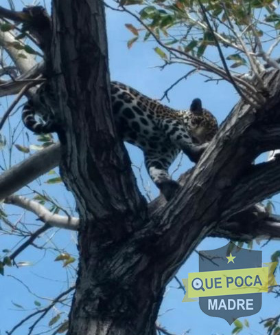 Rescatan cría de Jaguar de un árbol en Cancún.