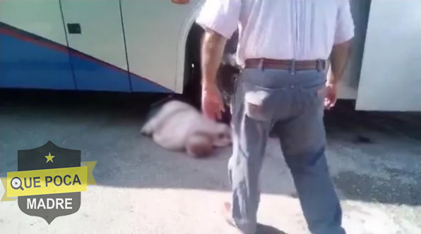 Anciano de 80 años es arrollado por autobús en Tizimín y sobrevive.