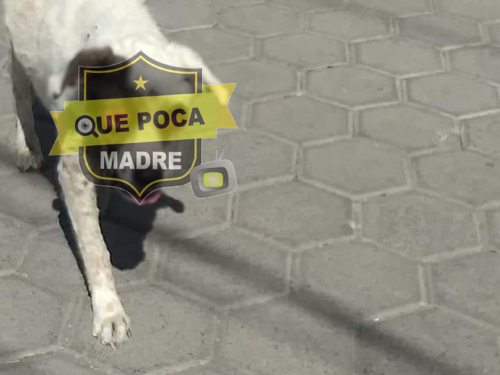 Machetean a perro en Puebla