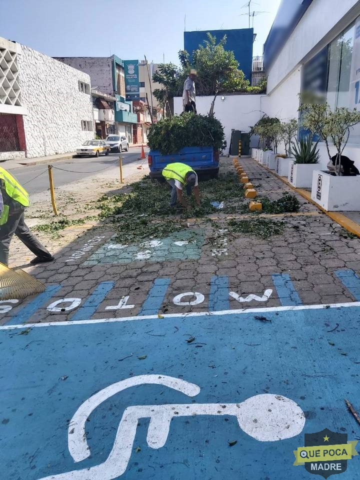 Denuncian a empresa telefónica por cortar árbol en Chiapas.