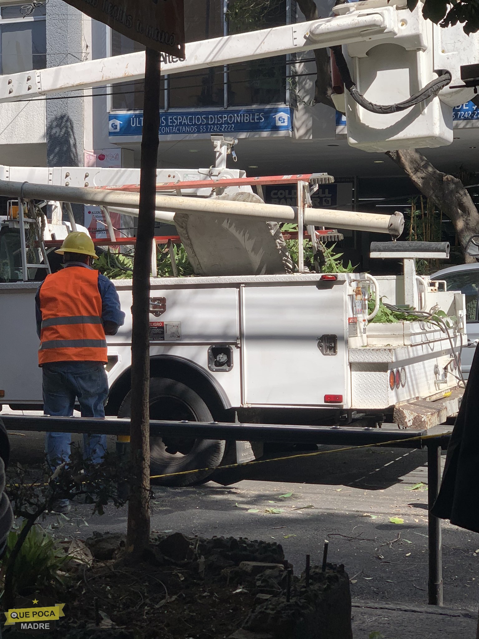 CFE corta arboles que estorban a sus cables en CDMX.