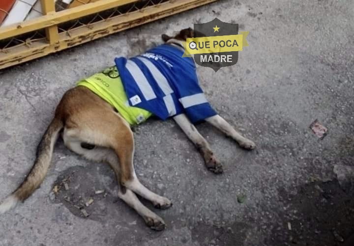 Envenenan a perrito adoptado en una Terminal de autobuses en Tamaulipas