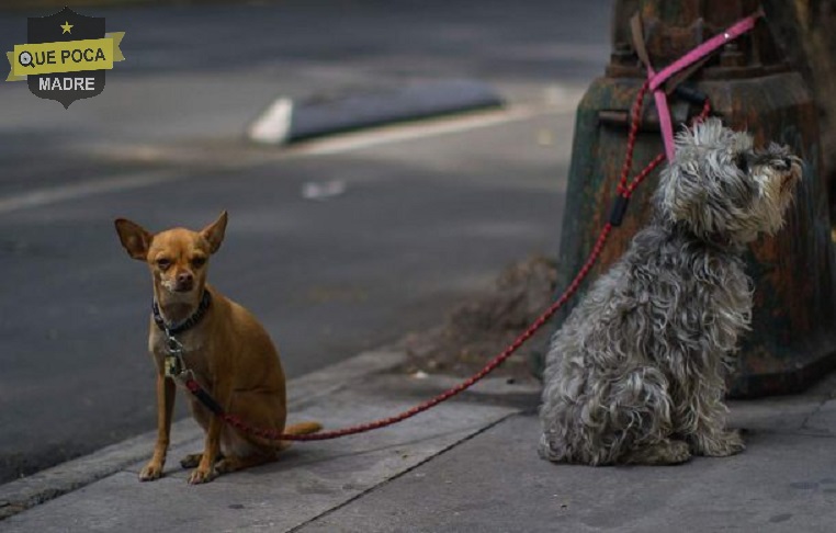 Abandonan perros recién nacidos en Protección Animal de Jalisco.