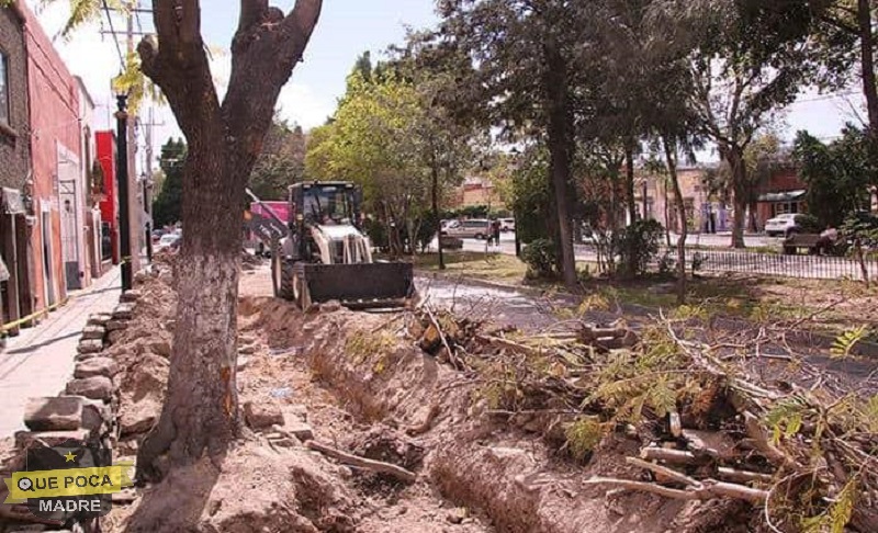 Podan arbol en calle de San Luis Potosí.