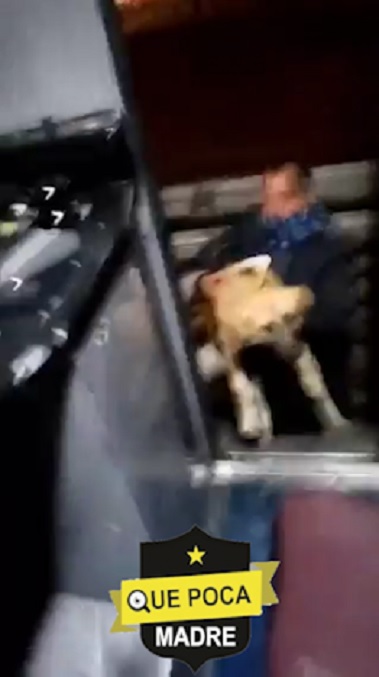 Rescatan a perrito de las vías del Metro de la CDMX.