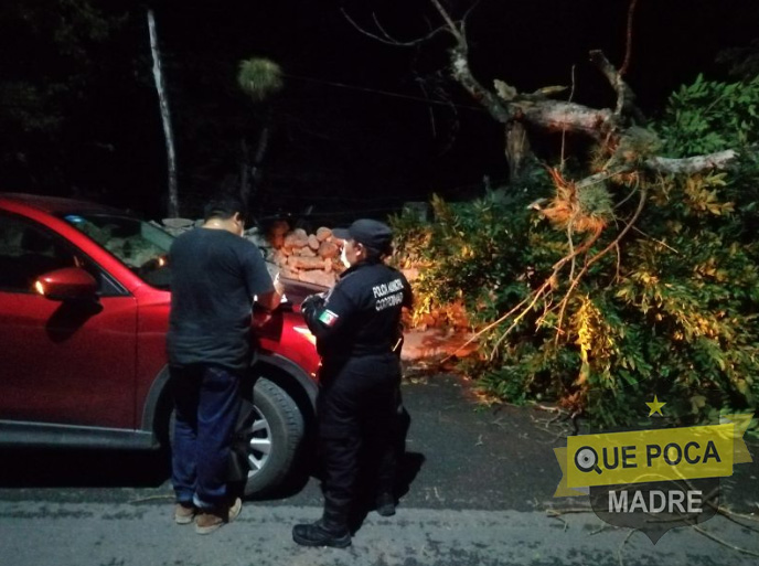 Viento tira un árbol sobre una camioneta en Motul.