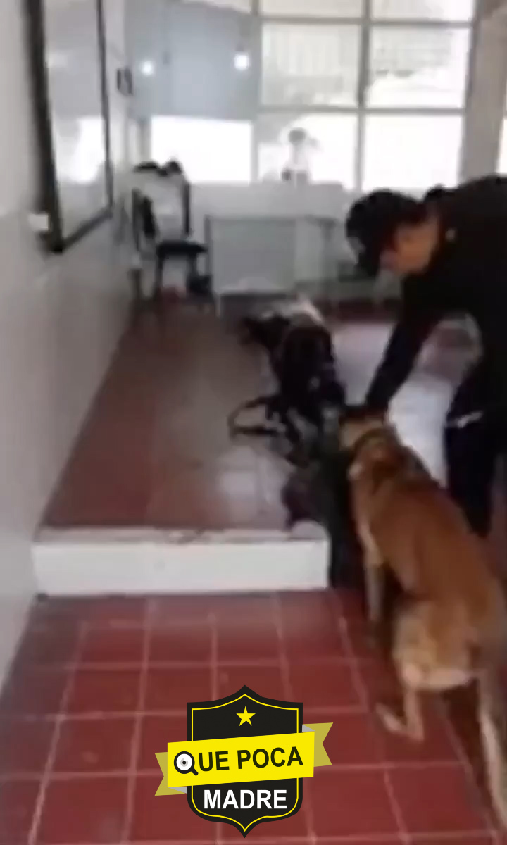 Policías usan perros para revisar mochilas en Secundaria de Zapopan