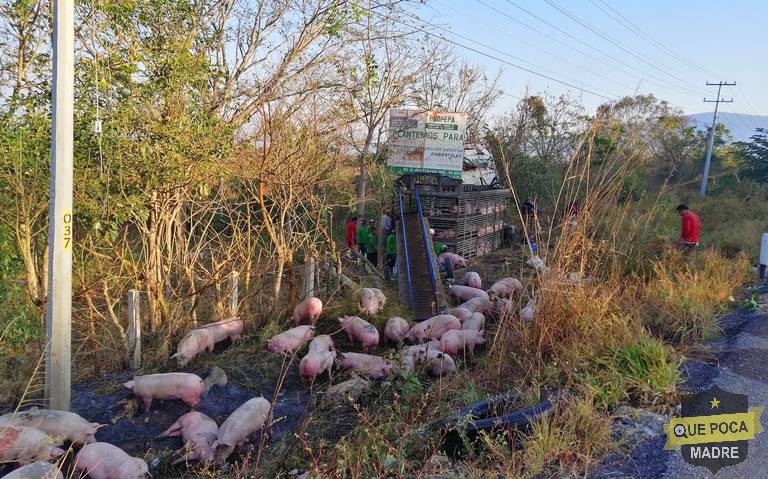 Vuelca camión que transportaba cerdos en Chiapas.