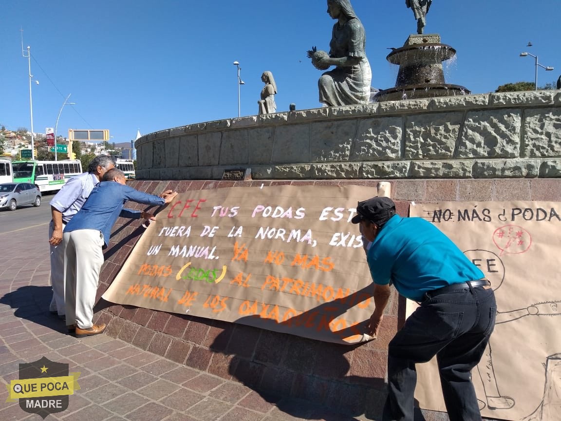 Protestan contra tala de árboles en Oaxaca.