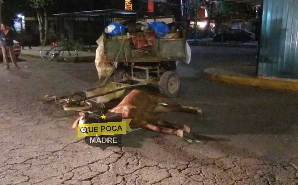 Muere caballo tras ser golpeado por su dueño en Coacalco.