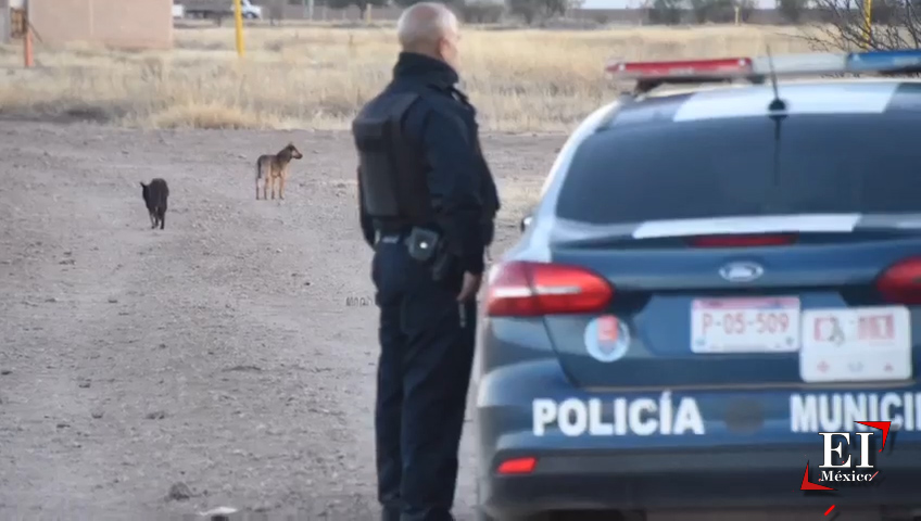 Encuentran rastro de perros en Chihuahua