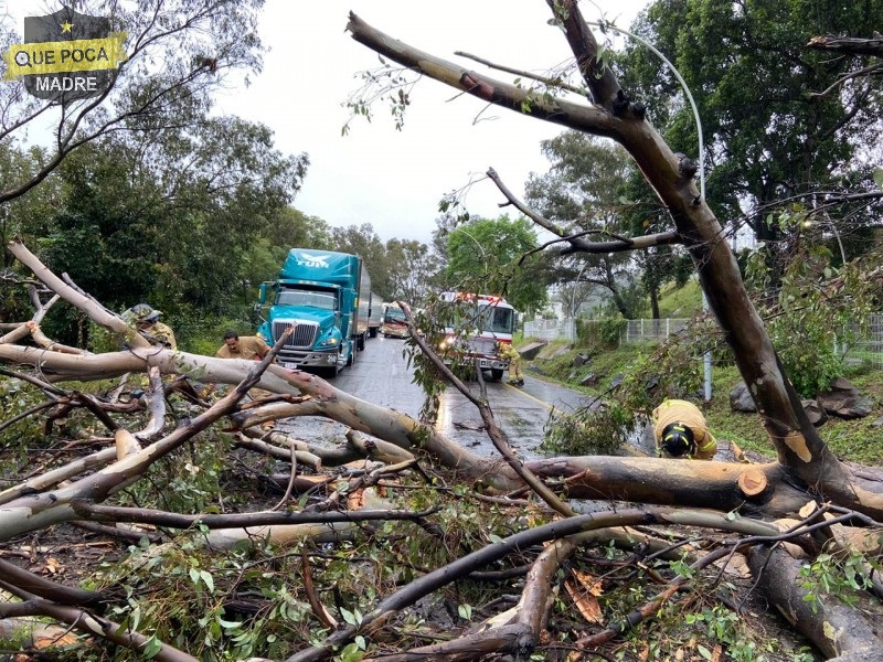 Cae árbol debido a las lluvias registrada en Nayarit.