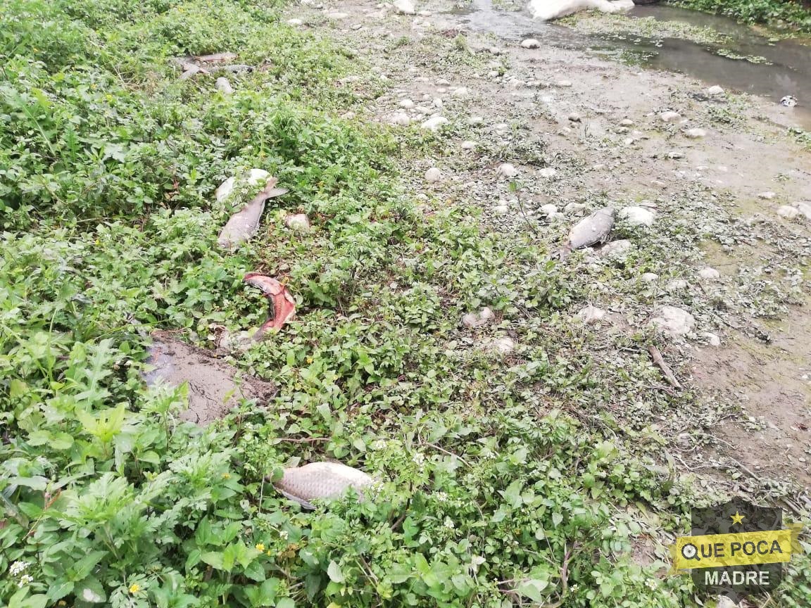 Contaminación en rió de Nuevo León provoca muerte de peces.
