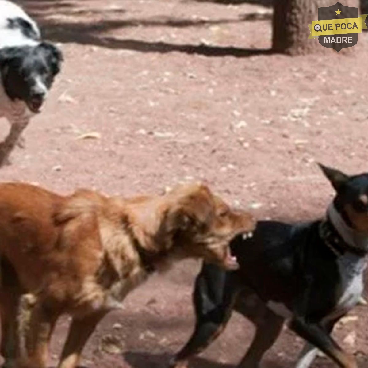 Muere mujer atacada por perros en Coyoacán.