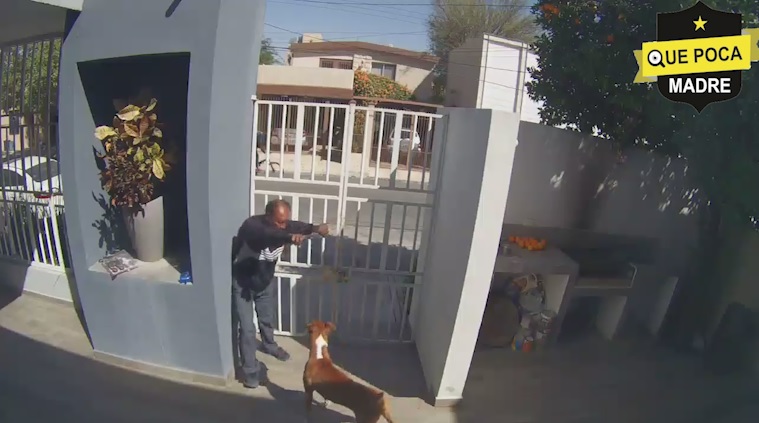 Perro ahuyenta a presunto ladrón que entró a una casa en Monterrey.