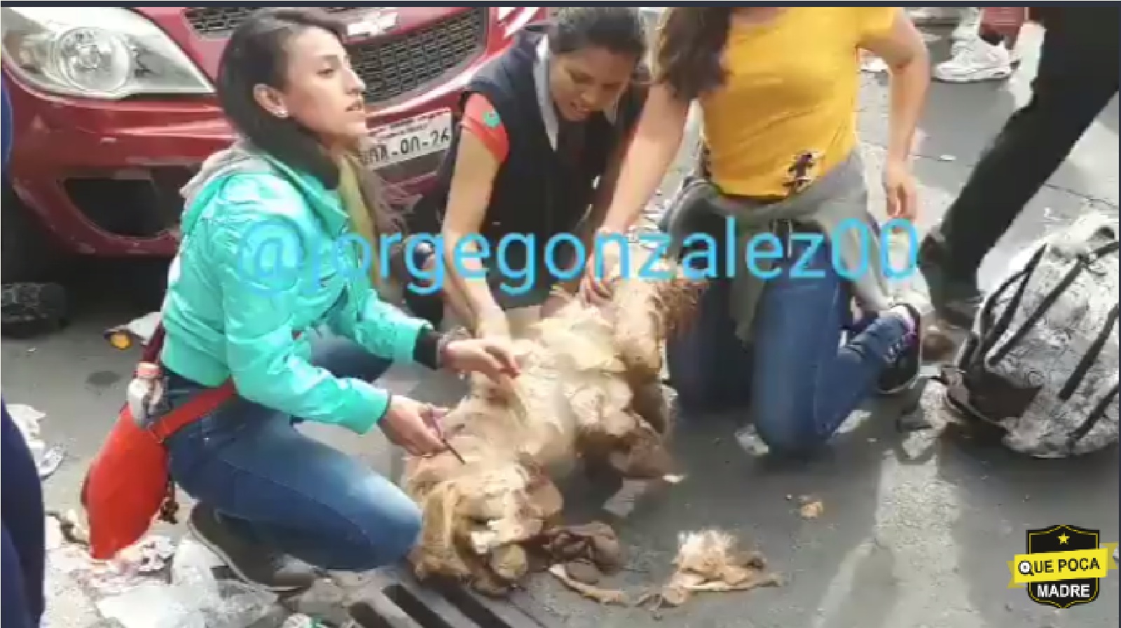 Video: Tras desalojo de inmueble en San Antonio Abad, un perrito que sobrevivia en el inmueble, hoy vio la luz después de muchos años.