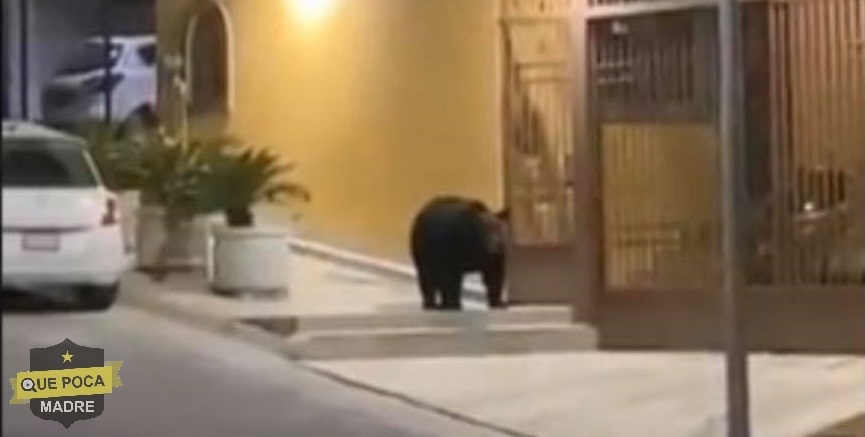 Oso se pasea por calles de Monterrey ante ausencia de personas por contingencia.