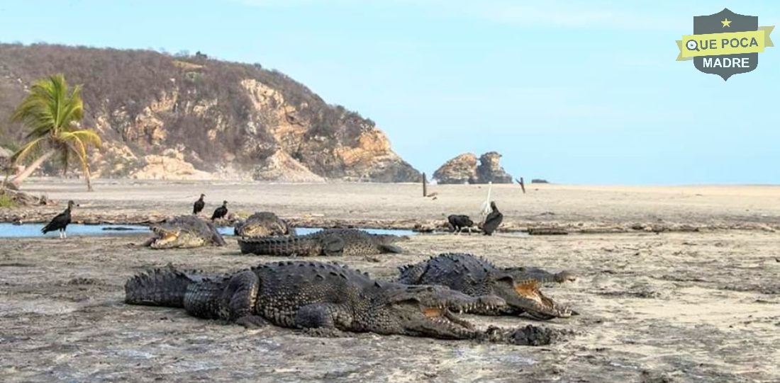 Avistan cocodrilos en playa de Oaxaca ante ausencia de personas.