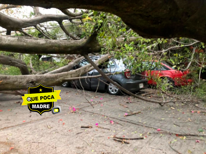 Varios árboles caen en Morelos debido a fuertes ráfagas de viento.