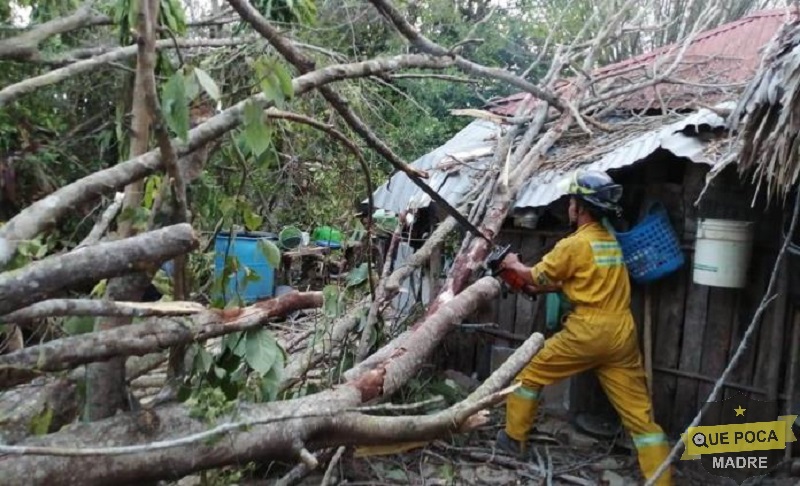 Árbol cae en una vivienda y dos personas resultan lesionadas en San Luis Potosí.