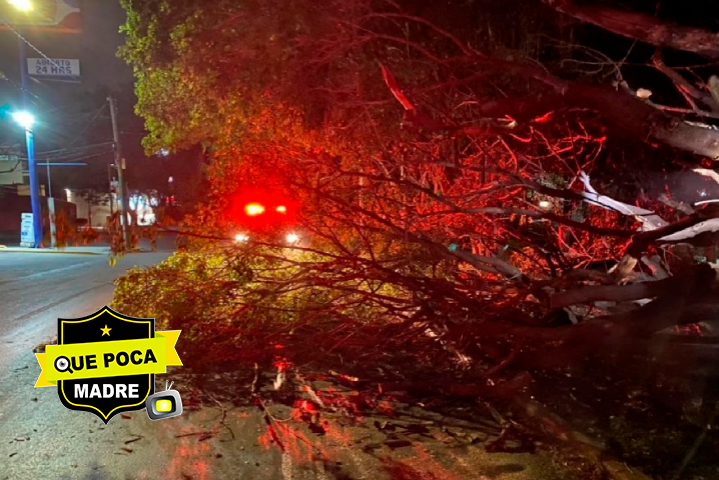 Reportan numerosas caídas de señalamientos y árboles en Morelos por fuertes ráfagas de viento.