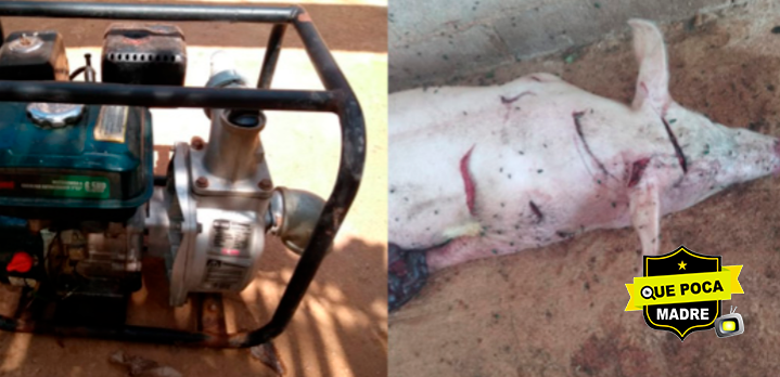 Hombres asesinan a cerdo y roban una bomba de agua en Campeche.