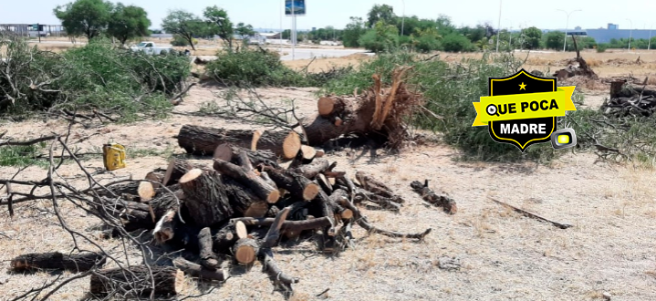 Detienen a seis individuos por tala ilegal de arboles en Aguascalientes.