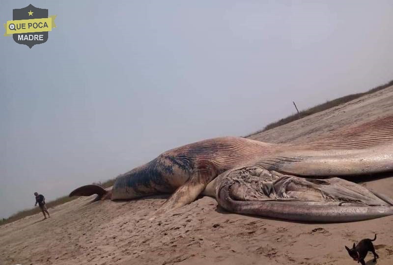 Encuentran ballena muerta en playas de Oaxaca.