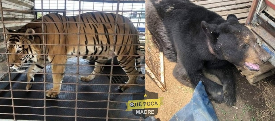 Aseguran un tigre y un oso en circo de Oaxaca.