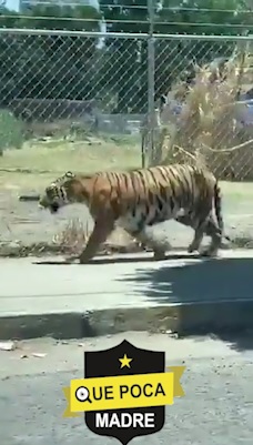 Captan a un tigre suelto en calles de Jalisco.