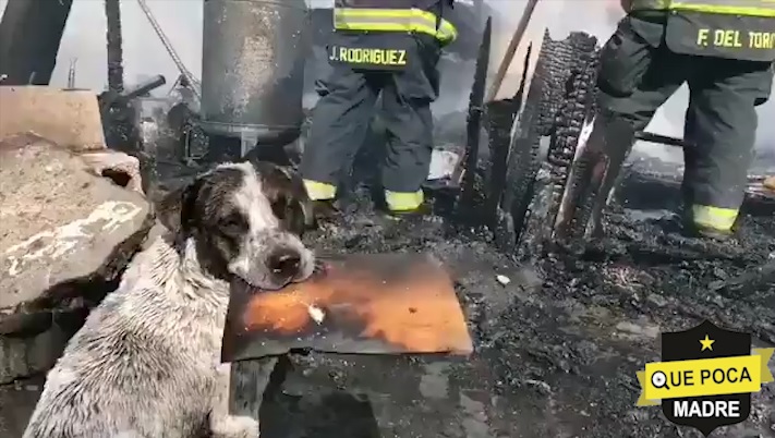 Perro llora al ver su hogar destruido por un incendio.