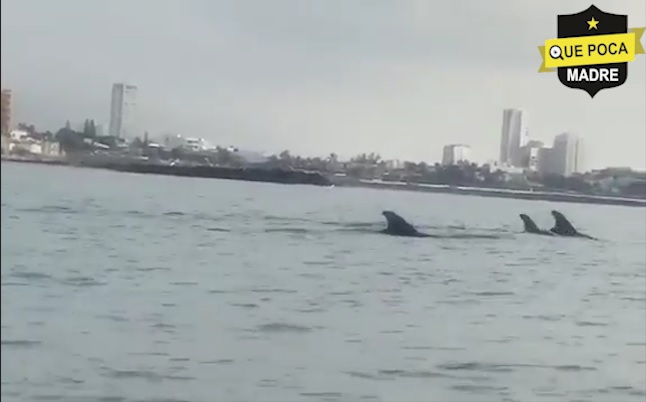 Captan delfines en playas de Veracruz ante ausencia de turistas.