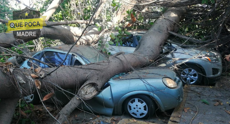 Una mujer atrapada y numeroso destrozos causa caída de árbol en Mazatlán.