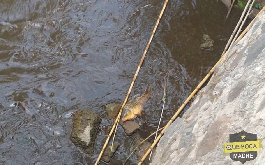 Aparecen peces muertos en arroyo de Hidalgo.