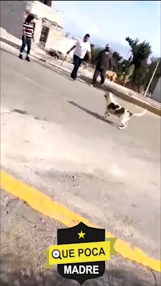 Sujeto agrede con un machete a una perrita en Ixtapaluca.