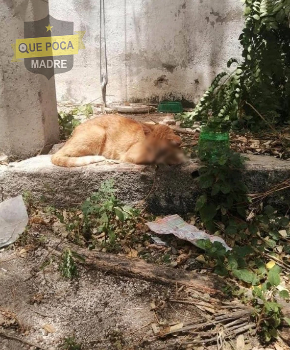 Torturan, queman y golpean a una gatita en Mérida.