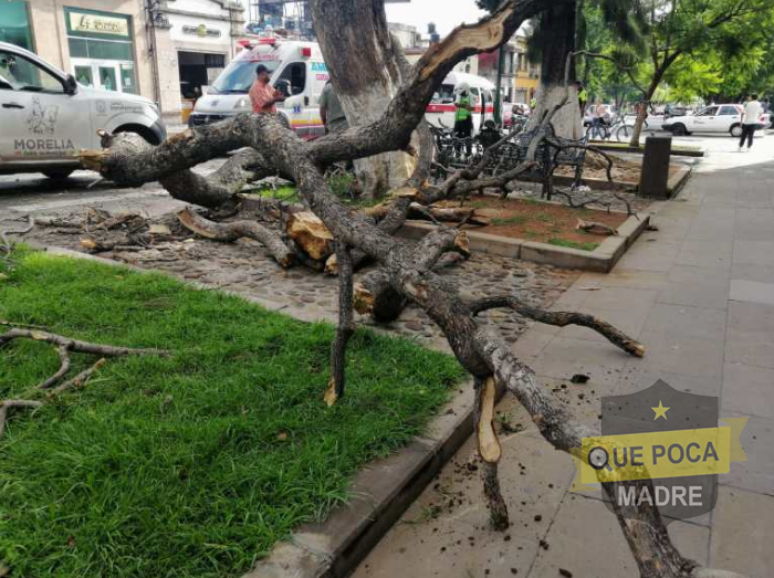 Combi es golpeada por una gran rama en el Centro de Morelia.