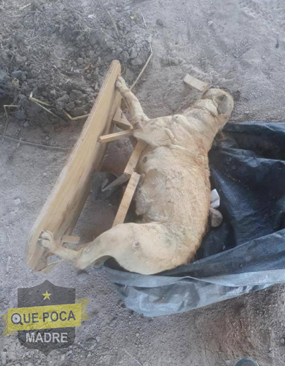 Encuentran a una perrita torturada y clavada a una tabla en Zacatecas.