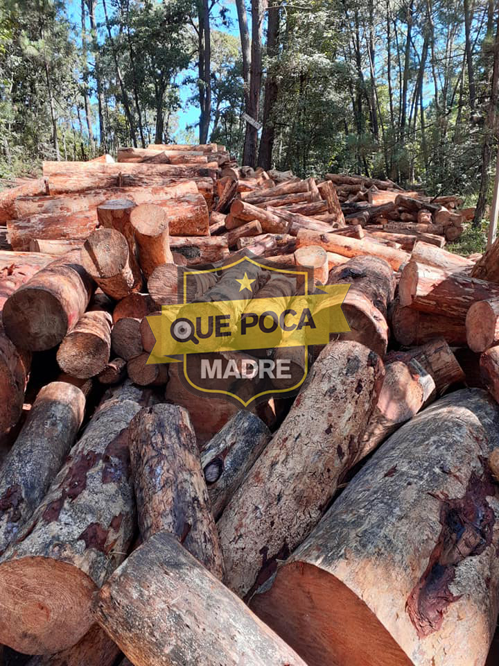 #ValleDeBravo: Contínua la tala ilegal en esta zona.