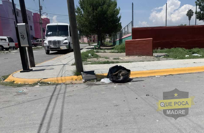 Creen que era un cadáver humano pero era de un perro en Saltillo.