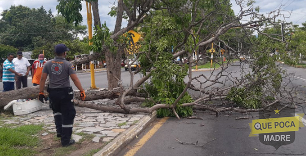 Hombre se salva de ser aplastado por un árbol en Villa de Álvarez.