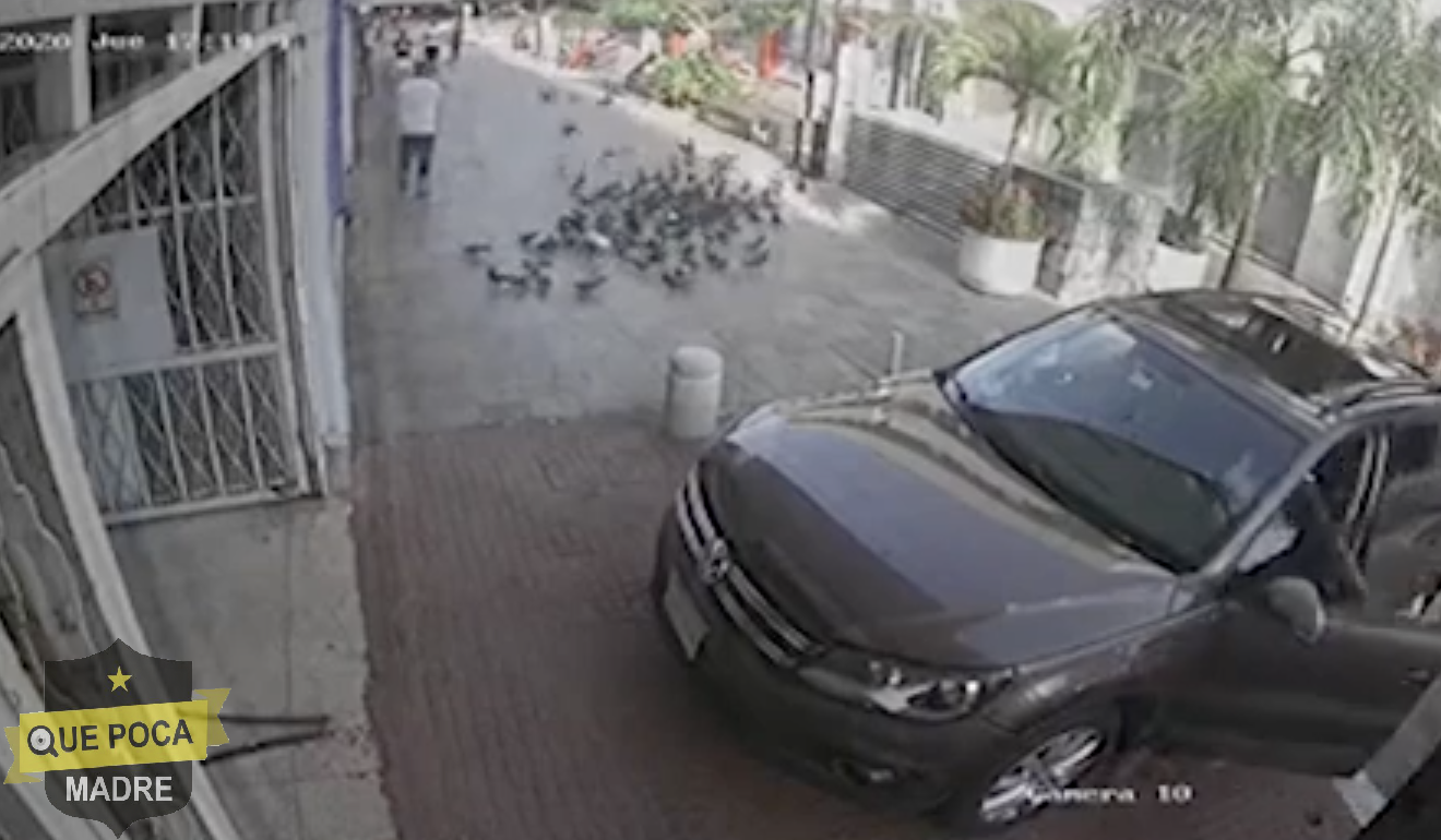 Sujetos capturan palomas en Zócalo de Acapulco.