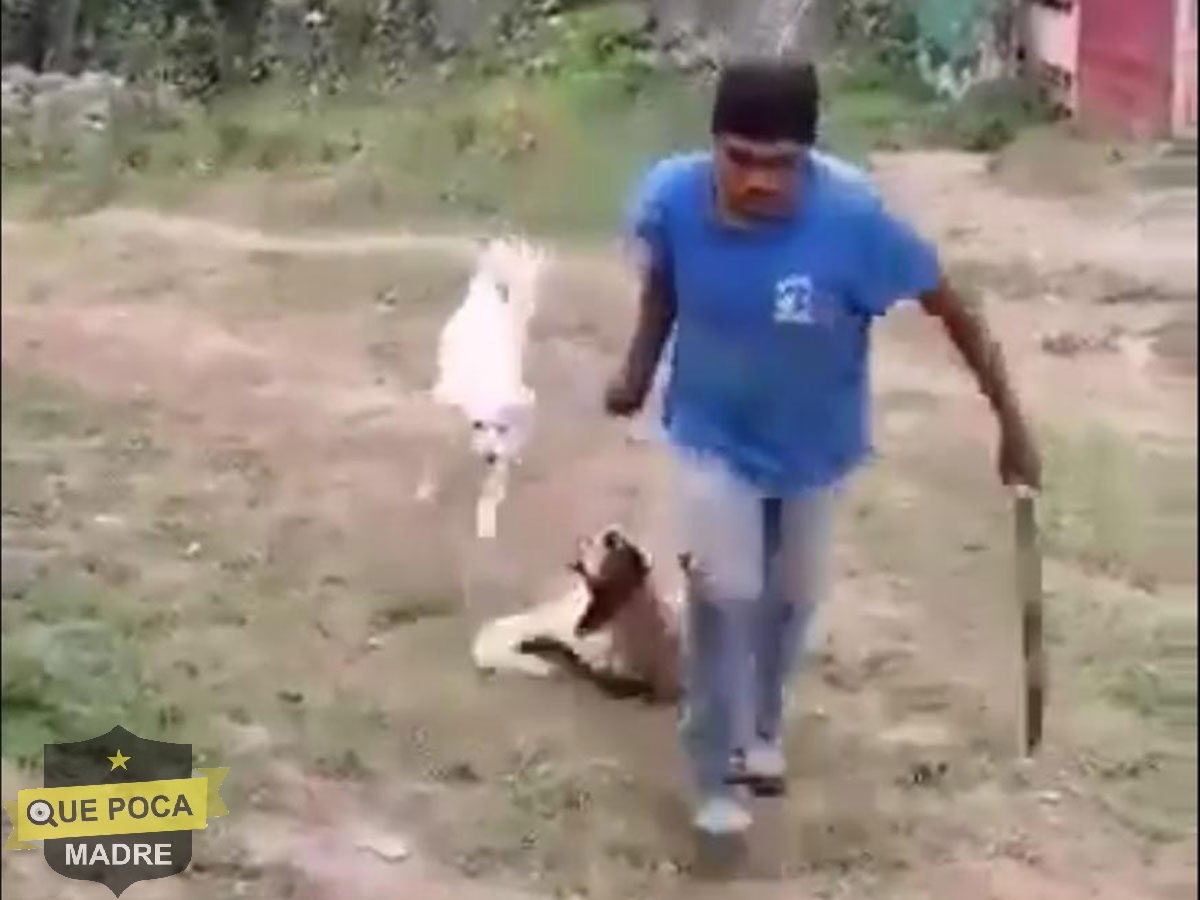 Hombre mata a machetazos a una perrita en Ixtapaluca