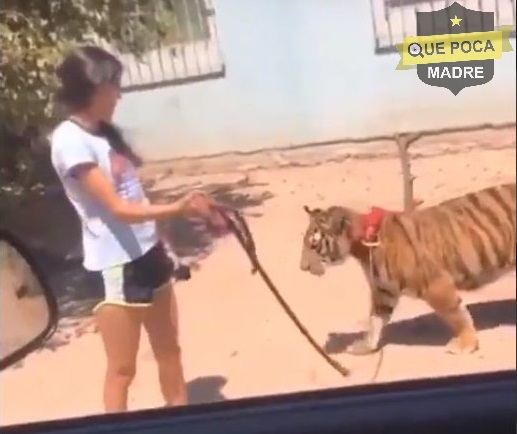 Niña pasea a un tigre en Sinaloa.