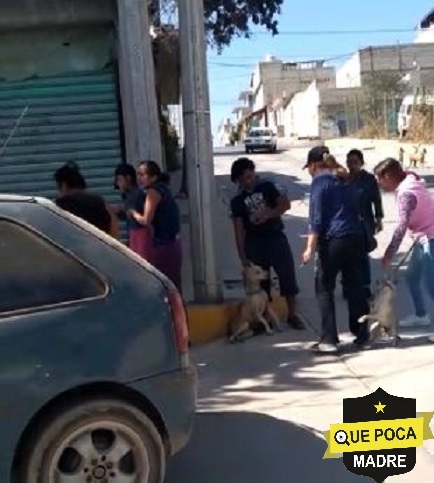 Mujeres matan a palazos a un perro en Ixtapaluca.