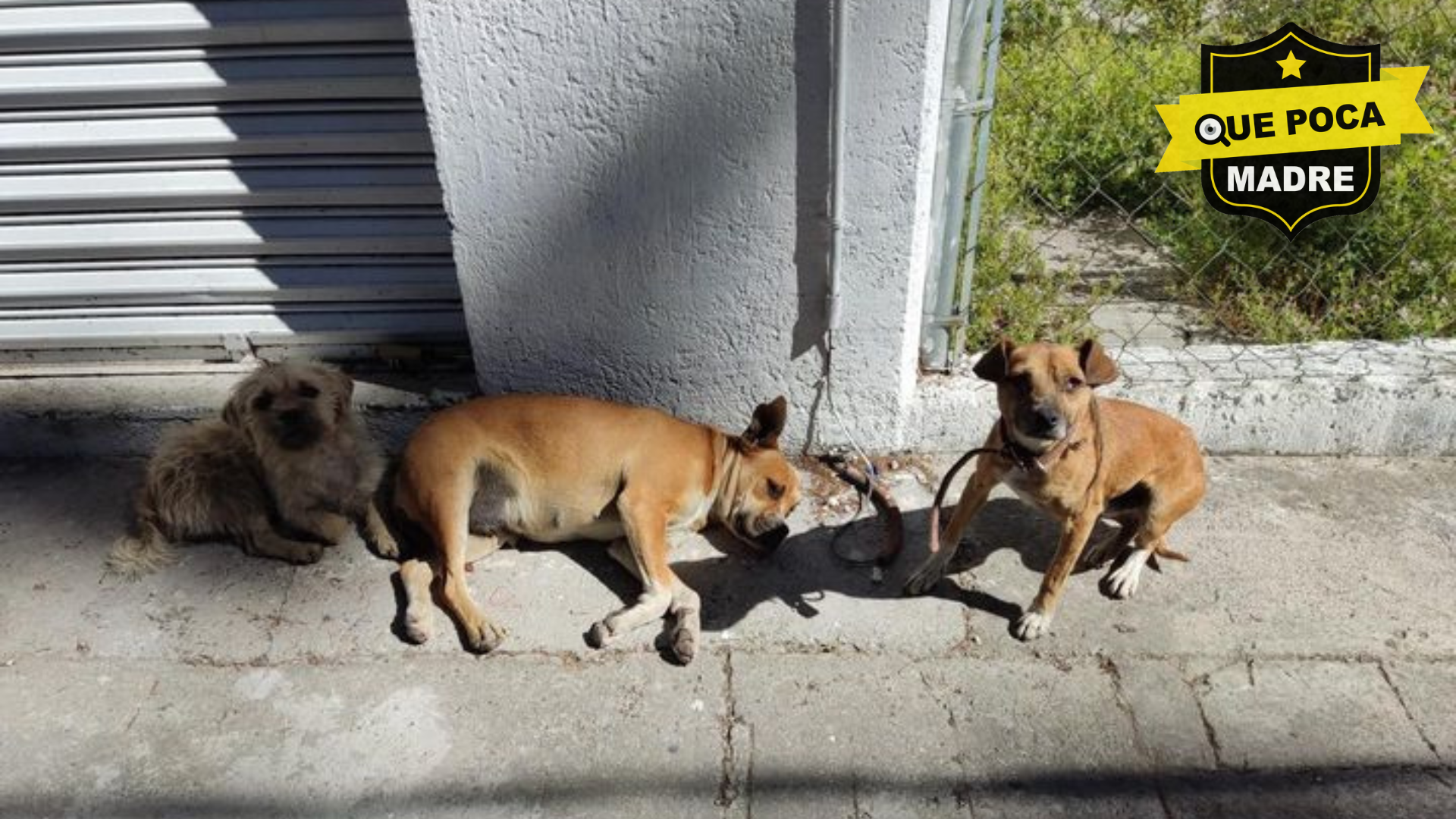 ¿RECONOCES A ESTOS PERRITOS? SE ENCUENTRAN EN CALIMAYA