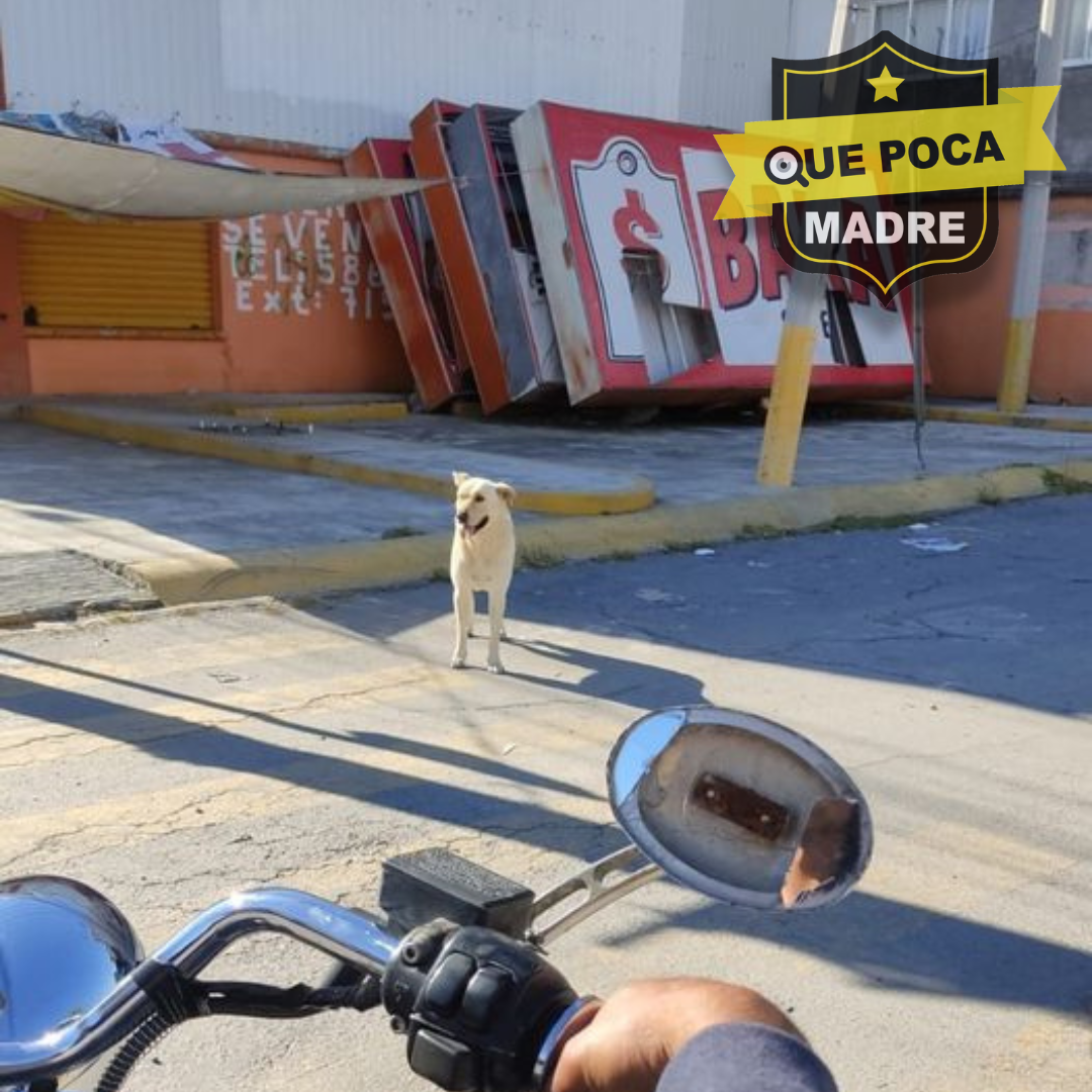 #DenunciaCiudadan REPORTAN A PERRITO AGRESIVO EN SAN ANTONIO LA ISLA