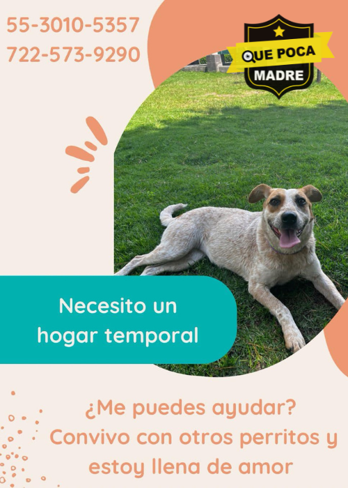 BUSCAMOS HOGAR TEMPORAL PARA ESTE PERRITO