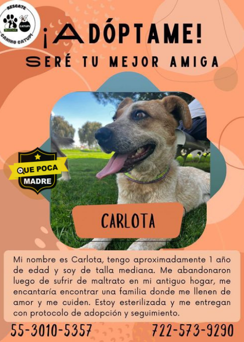 BUSCAMOS UN HOGAR PARA CARLOTA