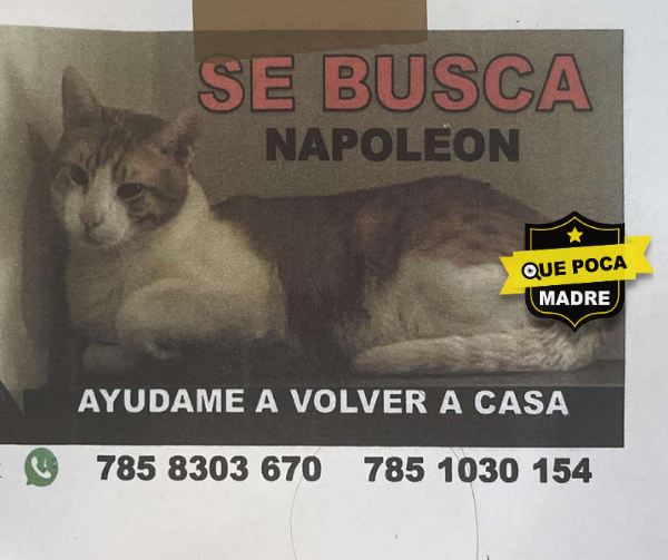 BUSCAMOS A NAPOLEÓN